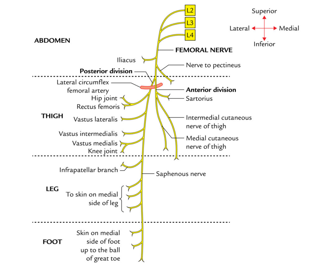 Femoral Nerve Earth S Lab