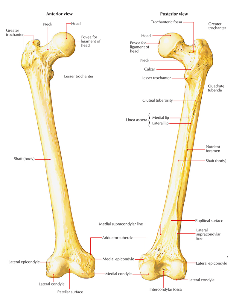 Easy Notes On 【Femur】Learn in Just 4 Minutes!