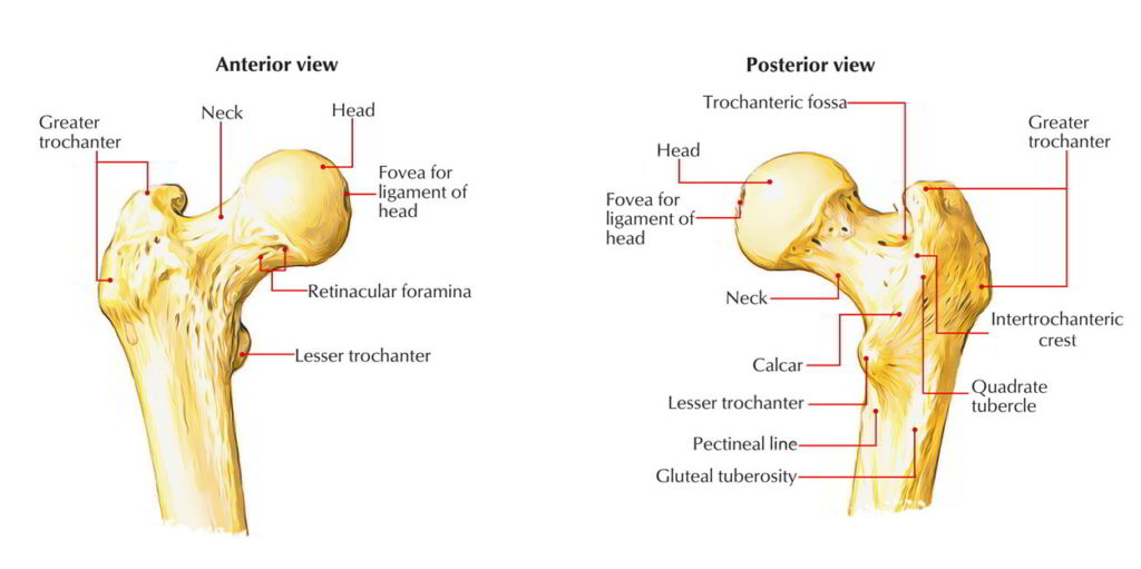 femur-earth-s-lab