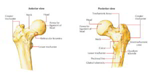 Femur – Earth's Lab