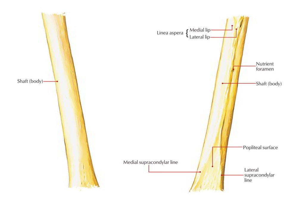 Well Labelled Diagram Of A Femur