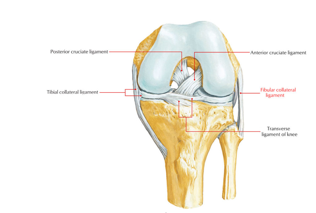 Ligaments of the Knee Joint – Earth's Lab