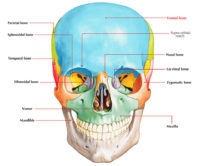 Frontal Bone – Earth's Lab