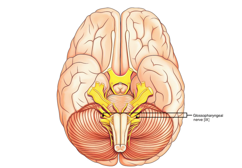 Glossopharyngeal Nerve Earths Lab 5643