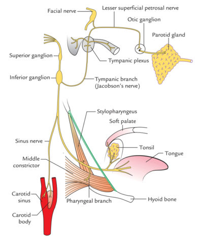 Glossopharyngeal Nerve – Earth's Lab