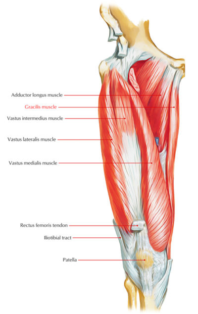 Gracilis – Earth's Lab