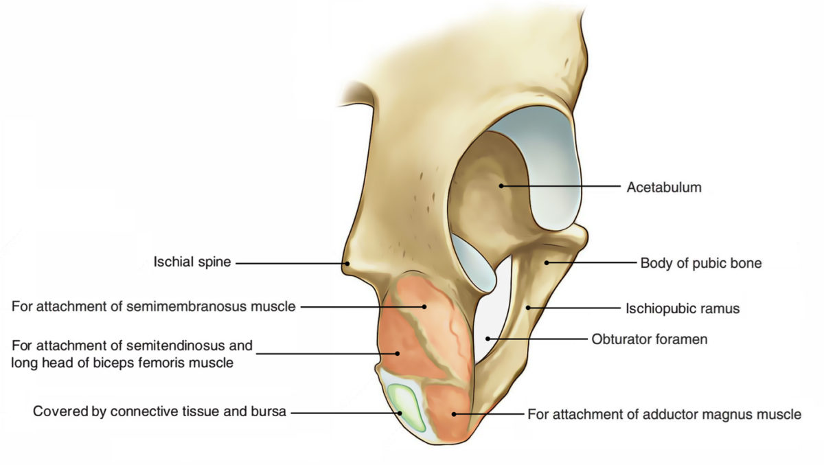 Hip Bone (Os Coxae, Os Innominatum) – Earth's Lab