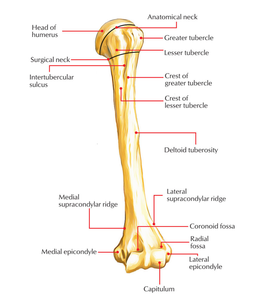 Humerus Bone Anatomy – Earth's Lab