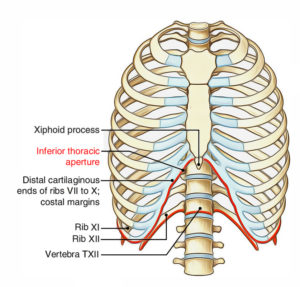 Component Parts Thoracic Wall – Earth's Lab