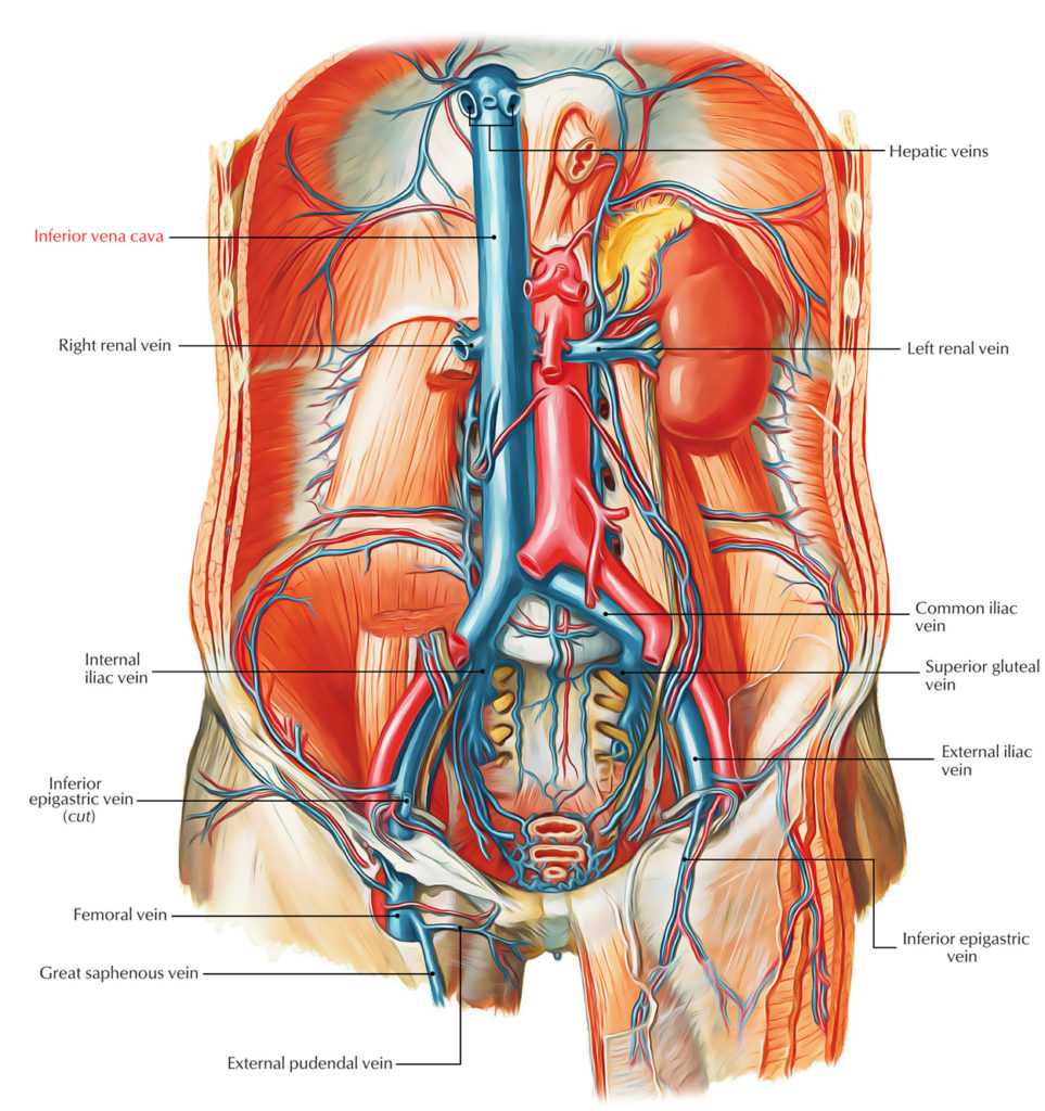 Where Is The Inferior Vena Cava Located In The Body