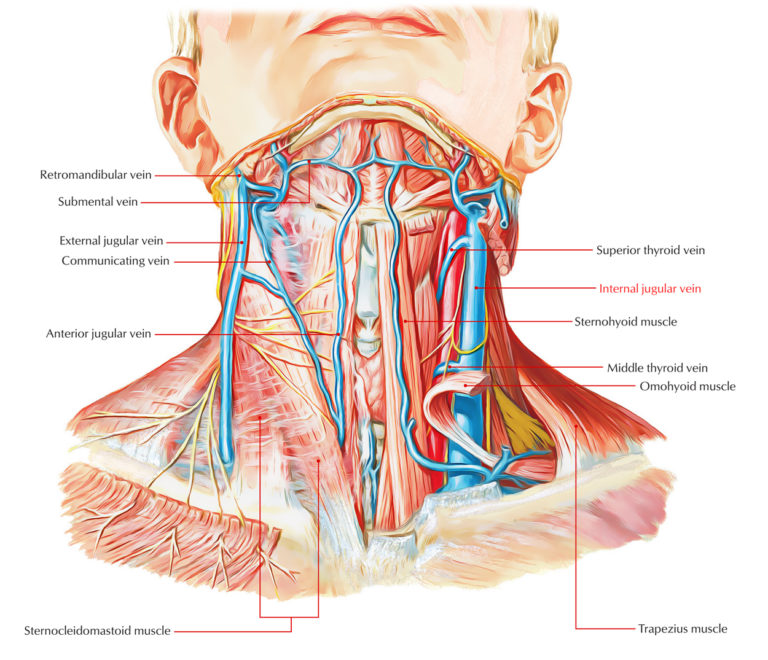 Internal Jugular Vein Earths Lab