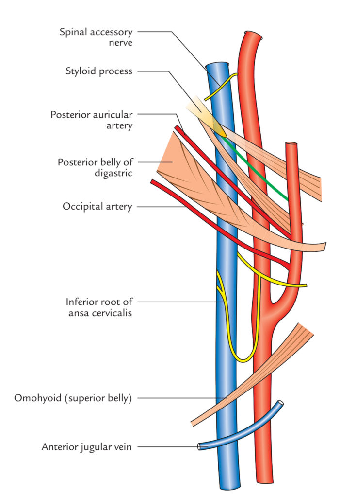 Jugular Veins Cadaver