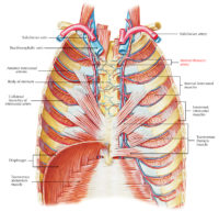 Internal Thoracic Artery – Earth's Lab