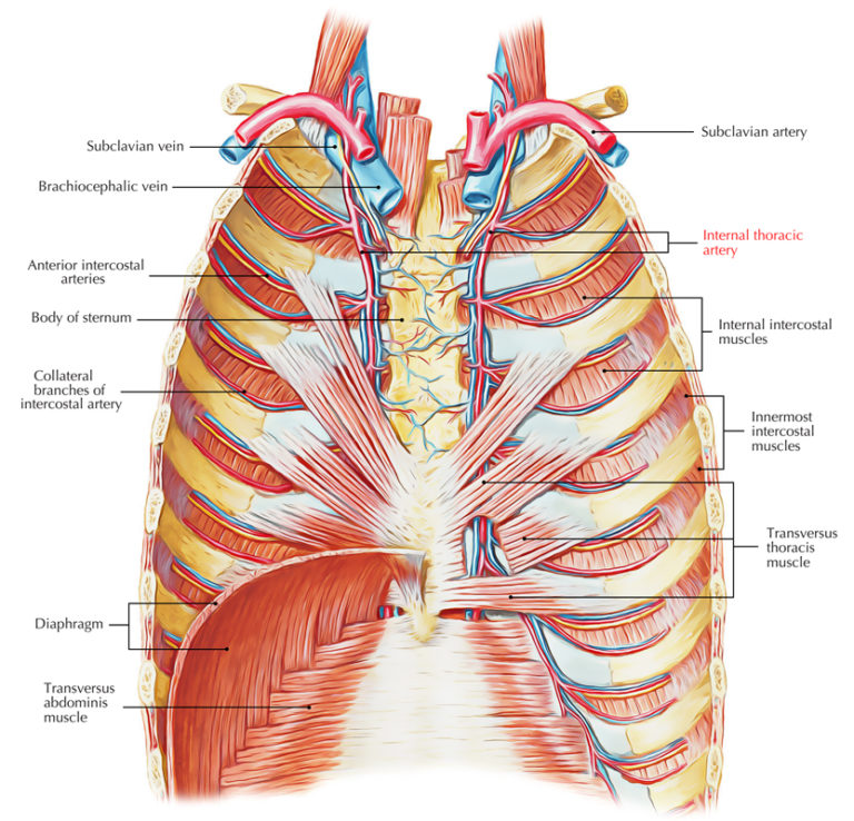 Internal Thoracic Artery Earth S Lab