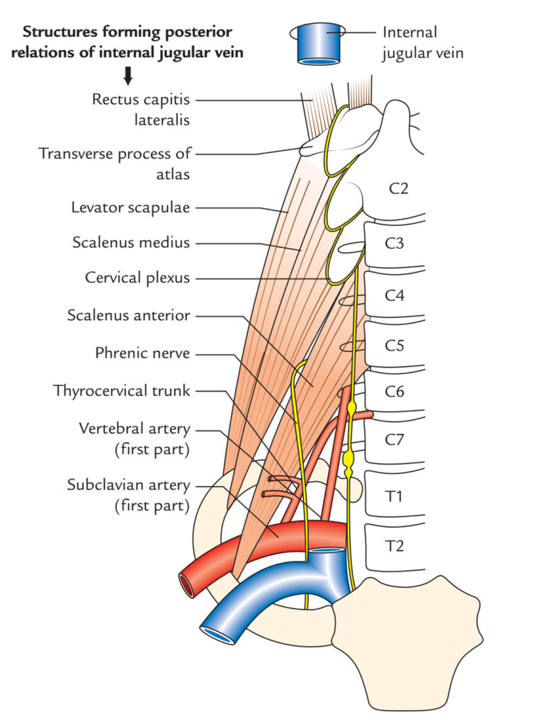 Internal Jugular Vein – Earth's Lab