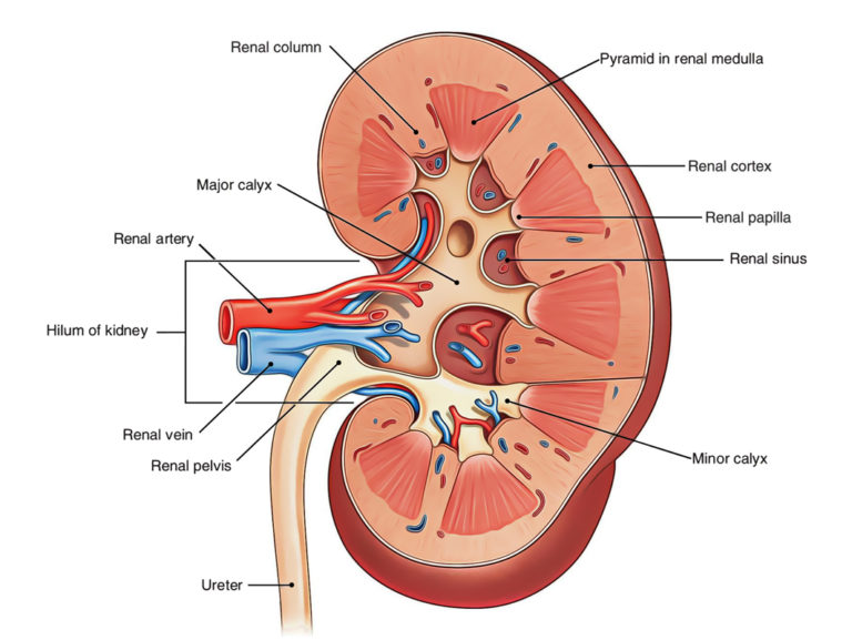 Kidneys – Earth's Lab