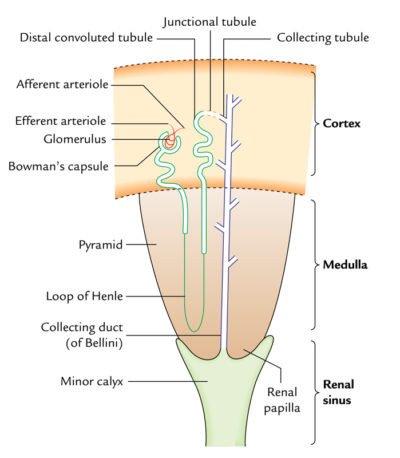 Kidneys – Earth's Lab