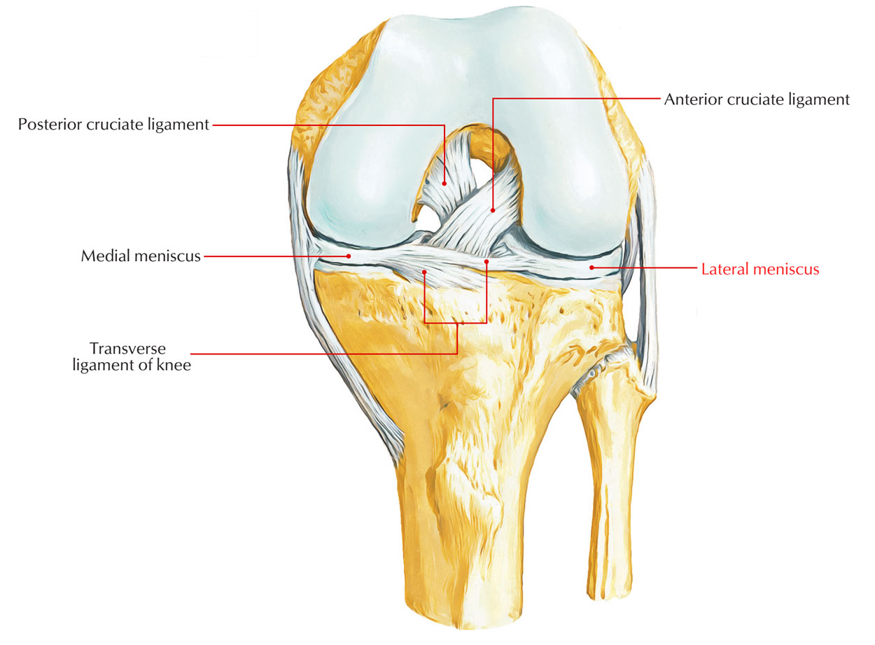 Ligaments of Knee Joint: Medial and Lateral Meniscus