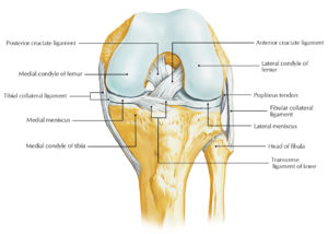 Ligaments of the Knee Joint – Earth's Lab