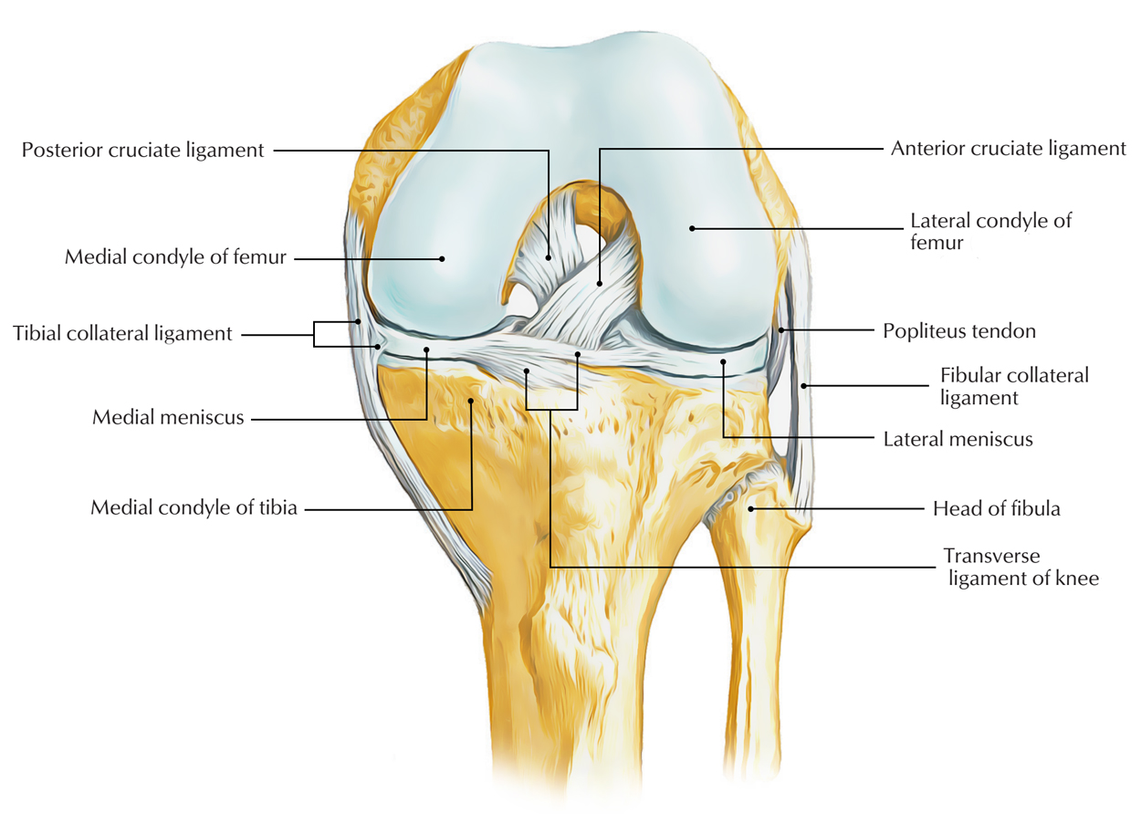 compartments of the knee