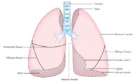 Surface Markings of Lungs – Earth's Lab