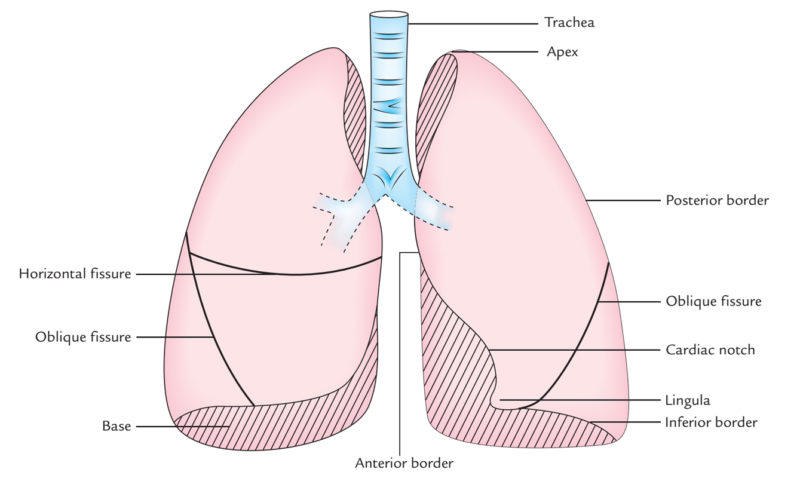 surface-markings-of-lungs-earth-s-lab