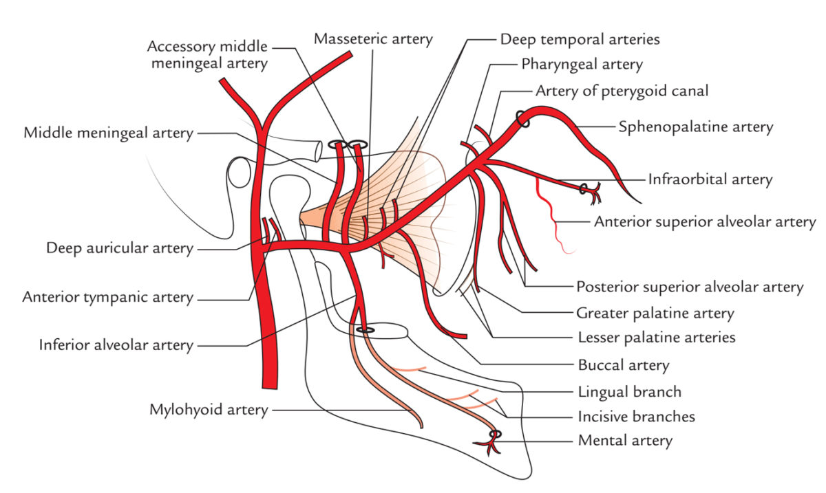 Branches Of Maxillary Artery 3350