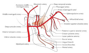 Maxillary Artery – Earth's Lab