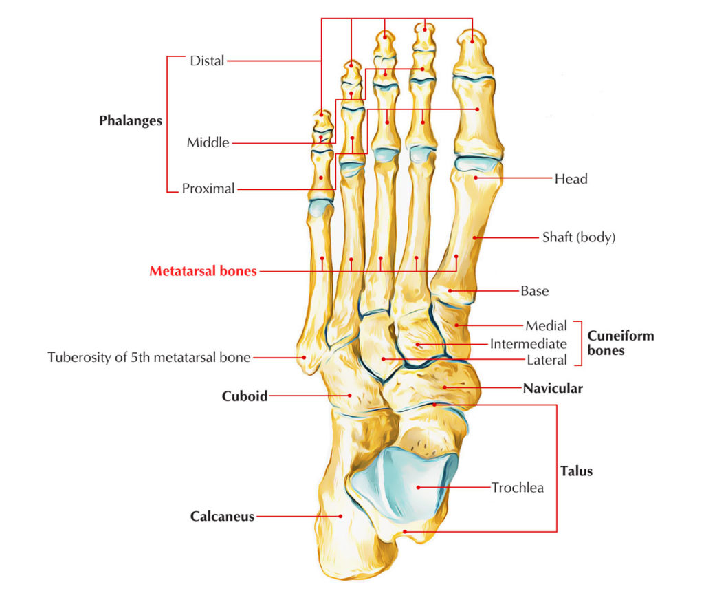 Metatarsal Bones – Earth's Lab