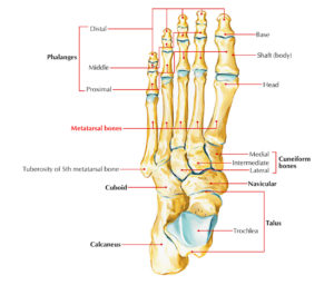 Metatarsal Bones – Earth's Lab