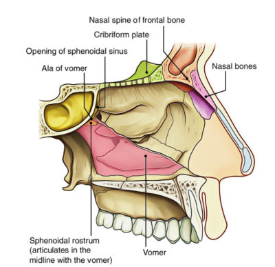 Nasal Cavity – Earth's Lab