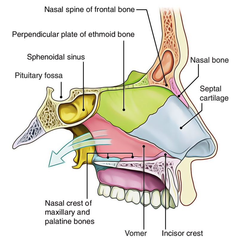 Bones Forming Nasal Cavity Medial Wall Of The Nasal Cavity Anatomy | My ...