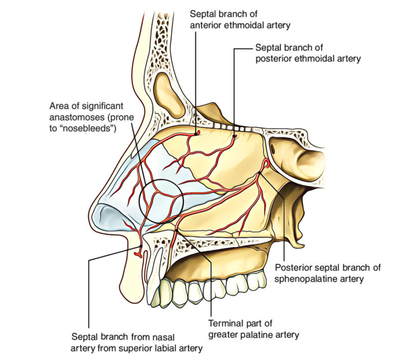 Nasal Cavity – Earth's Lab