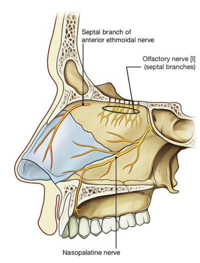 Nasal Cavity – Earth's Lab