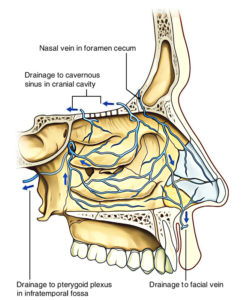 Nasal Cavity – Earth's Lab