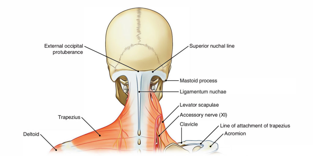 neck-earth-s-lab