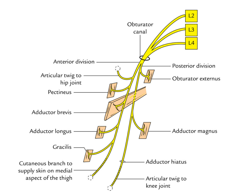 Obturator Nerve – Earth's Lab