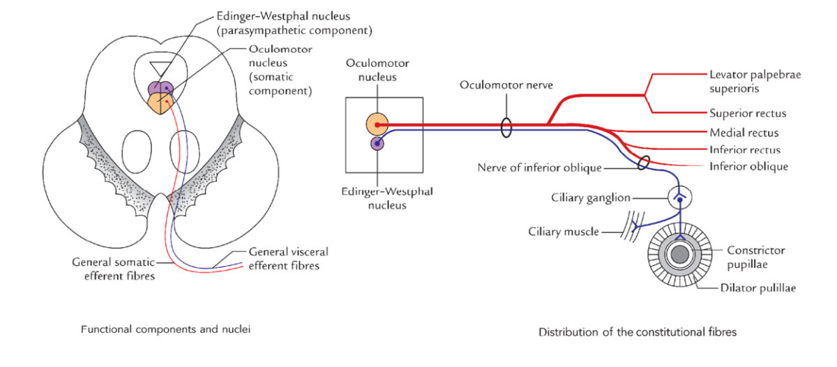 Oculomotor Nerve – Earth's Lab