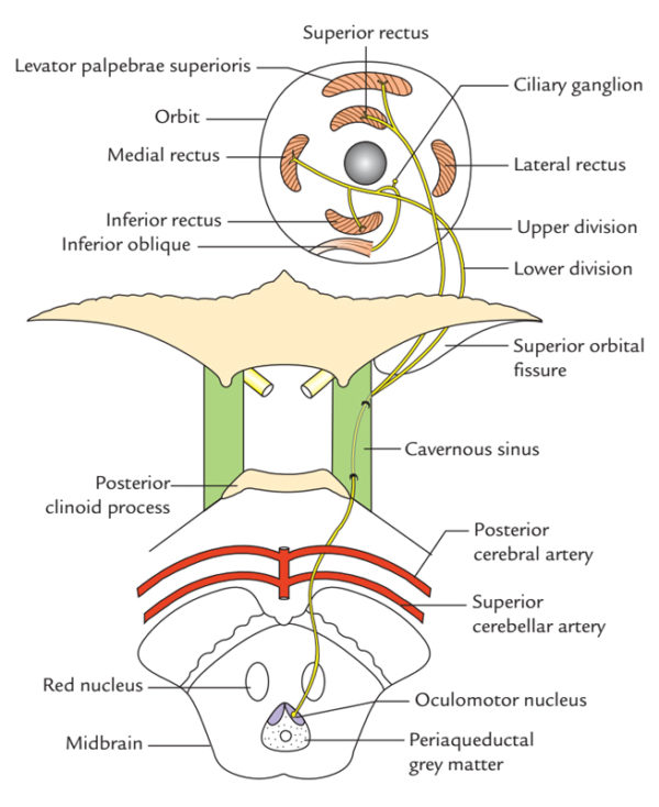 Oculomotor Nerve Wikipedia