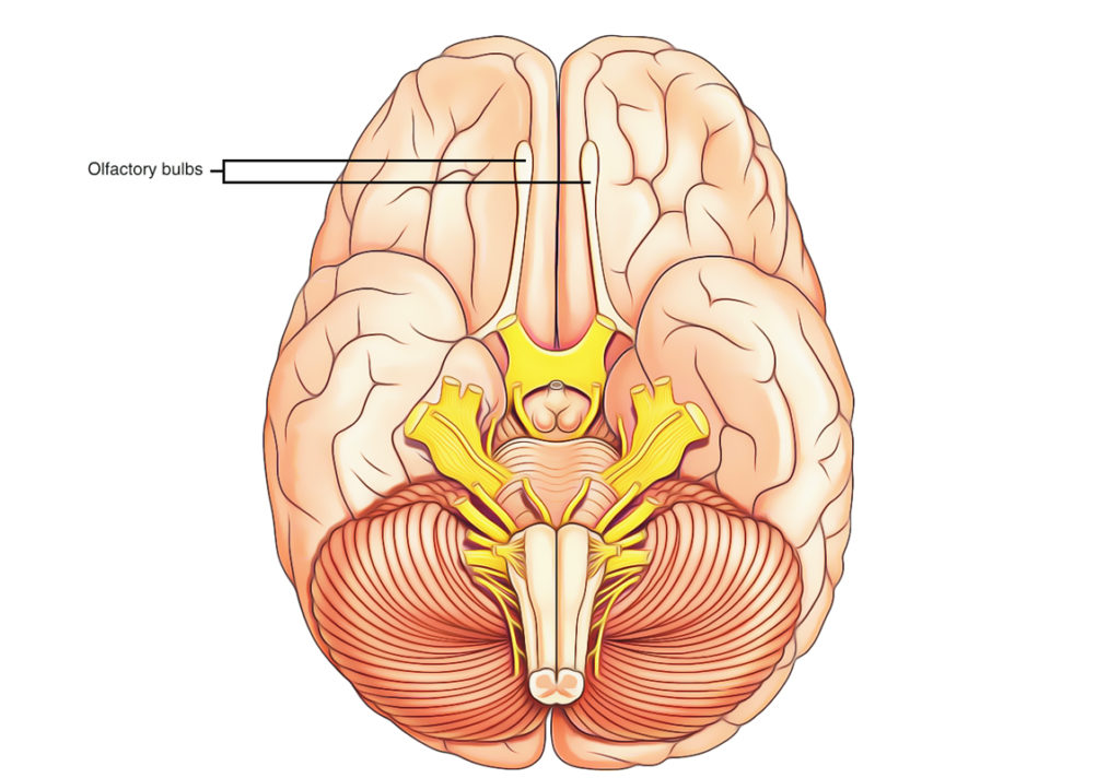 olfactory-system-introduction-to-neuroscience