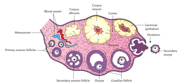 Ovaries – Earth's Lab