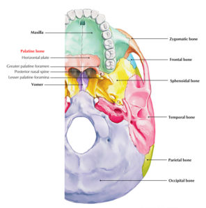 Palatine Bone – Earth's Lab