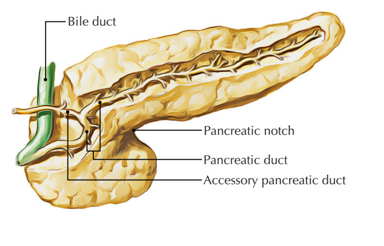 Pancreas – Earth's Lab