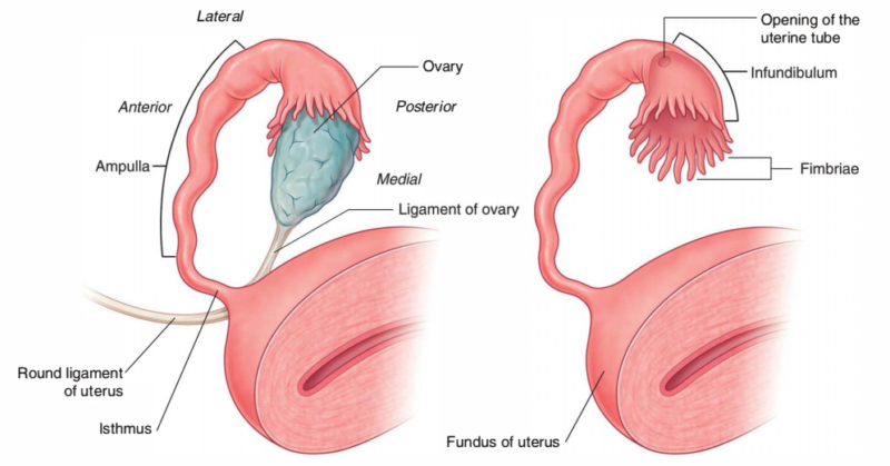 uterine-tubes-fallopian-tubes-earth-s-lab