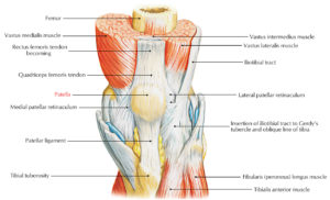 Patella (Knee Cap) – Earth's Lab