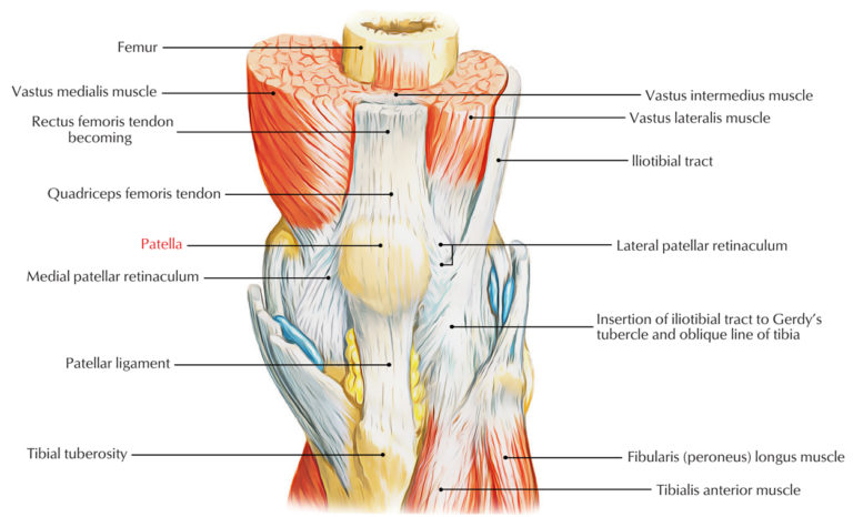 Patella (Knee Cap) – Earth's Lab