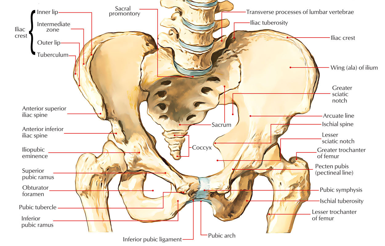Coxal Anatomy - Anatomy Drawing Diagram