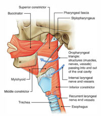 Pharynx – Earth's Lab