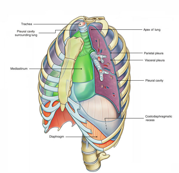 Pleura – Earth's Lab