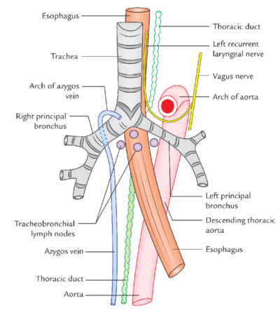 Posterior Mediastinum- Anatomy, Boundaries And Content – Earth's Lab